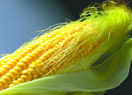 谷物市场整体洗牌对棉花种植的影响与机遇