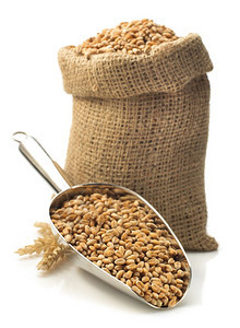 木勺上的小麦种子 一粒谷物的文明史诗